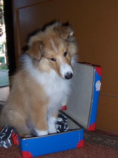 Indy in his suitcase